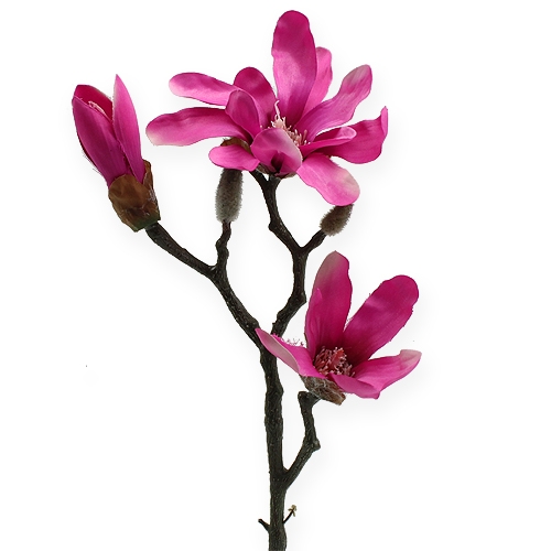 Magnolia gren 45 cm 3stk