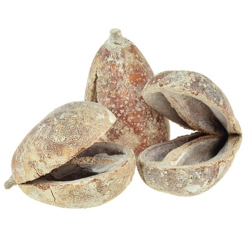 Artikel Mike Fruit exotics tørret hvidvasket 4-6cm 50 stk