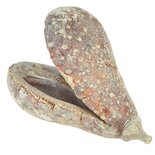Artikel Mike Fruit exotics tørret hvidvasket 4-6cm 50 stk