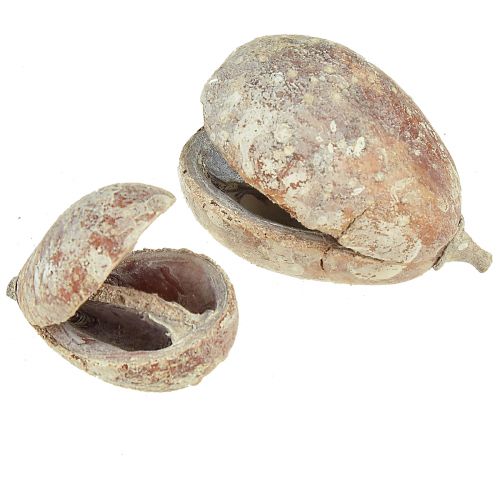 Artikel Mike Fruit exotics tørret hvidvasket 4-6cm 50 stk