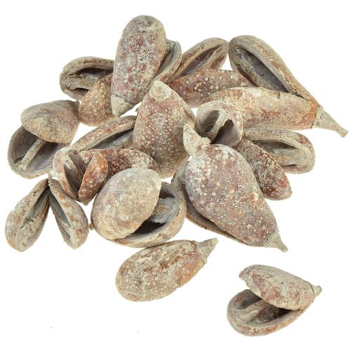Artikel Mike Fruit exotics tørret hvidvasket 4-6cm 50 stk