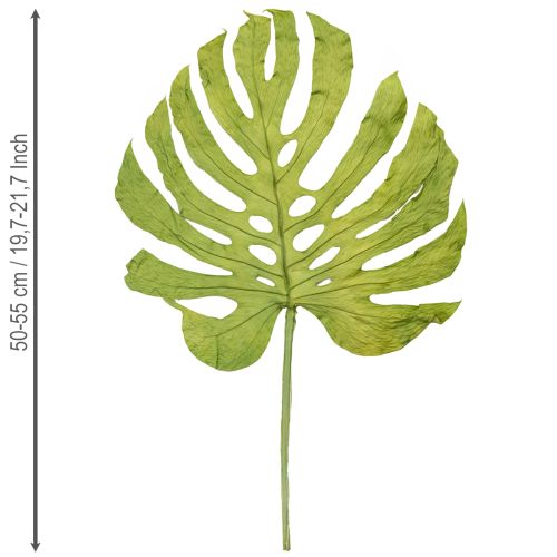 Artikel Tørrede Monstera blade dekoration vinduesblad H50cm 5 stk