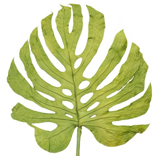 Tørrede Monstera blade dekoration vinduesblad H50cm 5 stk
