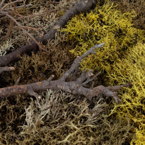 Artikel Mosbillede, ægte mosbillede med ramme, konserveret, 40×30 cm