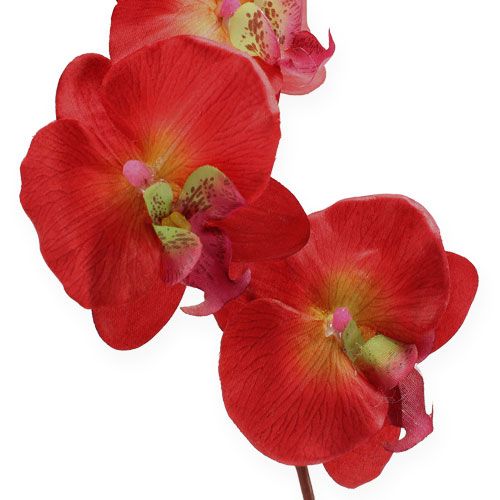 Floristik24 Deco orkidé rød 68cm