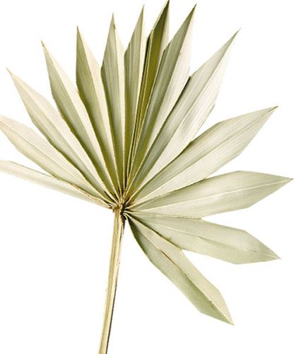 Floristik24 Palmspear Sun Natur Tørret palmeblad Naturdeko 30St