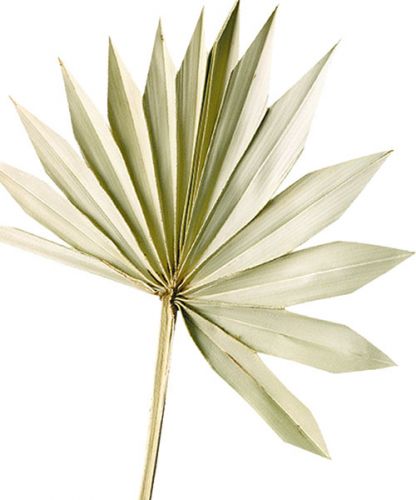 Artikel Palmspear Sol Naturlig Palmeblad Tørret Naturlig Dekoration 30 stk