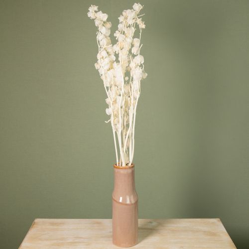 Artikel Physalis tørret bleget lanterneblomstdekoration Nicandra 75-80 cm 100 g