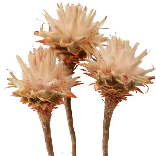 Floristik24 Leucospermum Plumosum Silver Tree Blossoms Light 25 stk