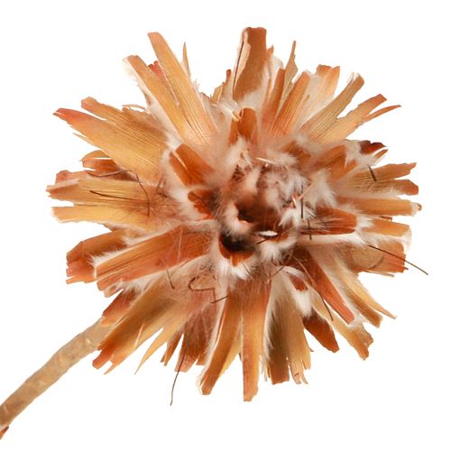Floristik24 Leucospermum Plumosum Silver Tree Blossoms Light 25 stk