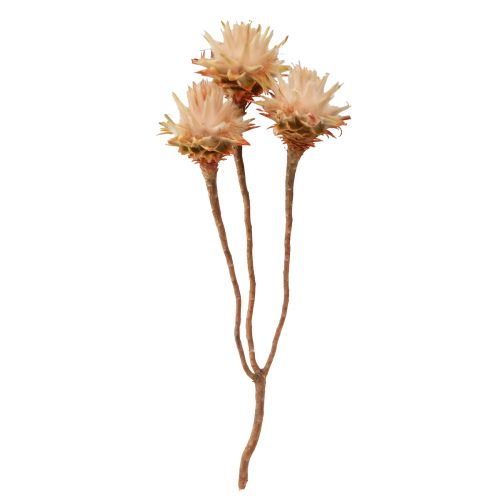 Floristik24 Leucospermum Plumosum Silver Tree Blossoms Light 25 stk