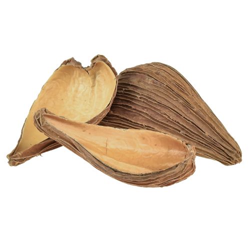 Floristik24 Frugt- og frøkapselbælg Pradeep Pods 9-12 cm naturlig 50 stk.