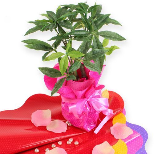 Floristik24 Rondella manchetter Ø40cm rød 50stk