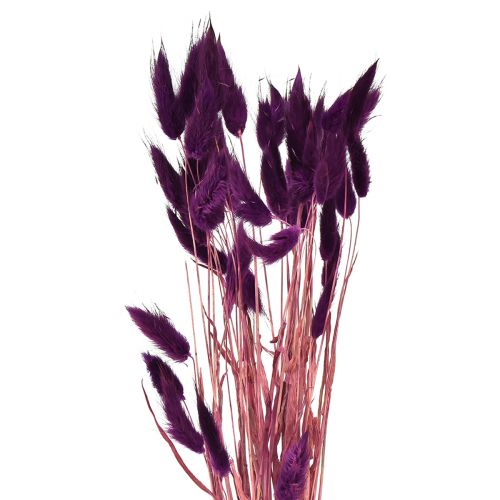 Floristik24 Fløjlsgræsviolet, kaninhalegræs, Lagurus L18-50cm 25g