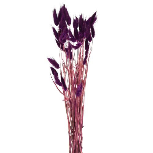 Artikel Fløjlsgræsviolet, kaninhalegræs, Lagurus L18-50cm 25g