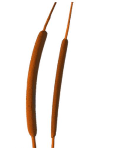 Floristik24 Rørpære mini orange 70 stk