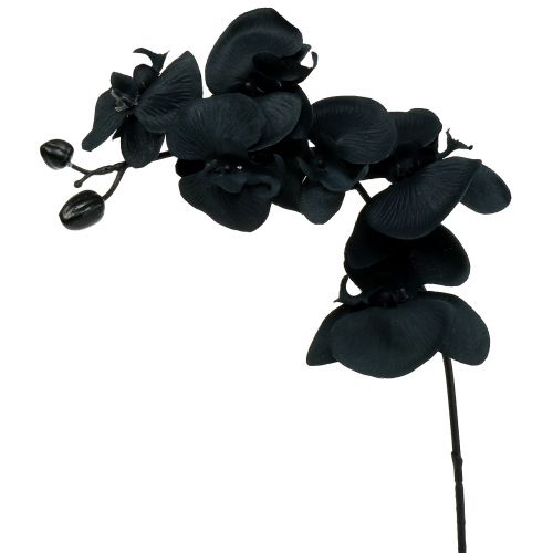 Orkidé til at dekorere Sort 54cm