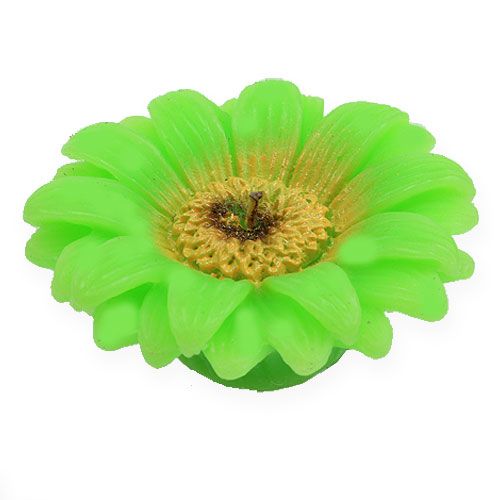 Floristik24 Flydende lys Gerbera Green Ø7,5cm