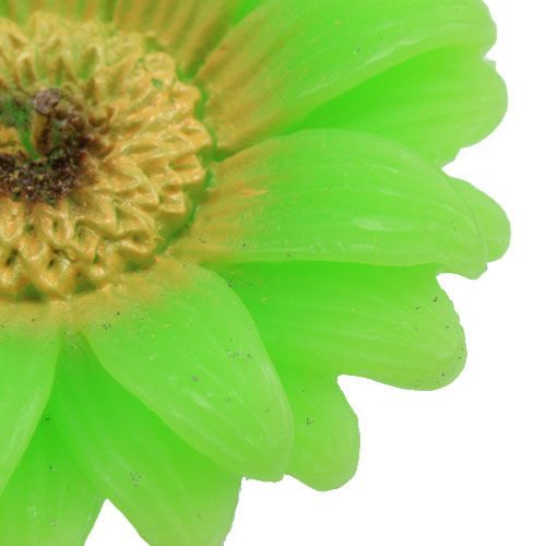 Floristik24 Flydende lys Gerbera Green Ø7,5cm