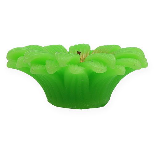 Floristik24 Flydende lys Gerbera Green Ø7,5cm