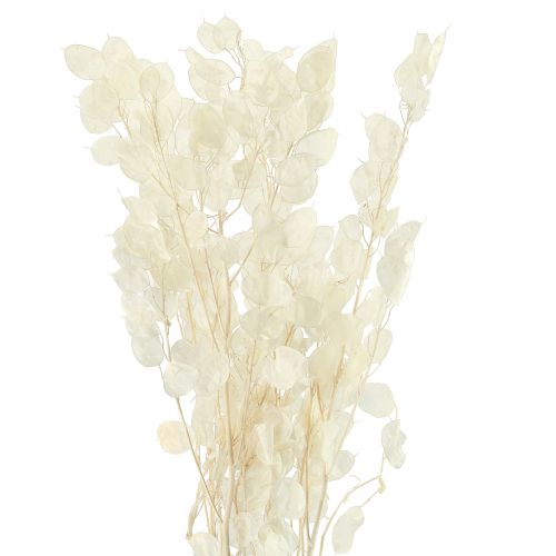 Artikel Sølvblad Måneviolet Lunaria Konserveret L70cm 20g