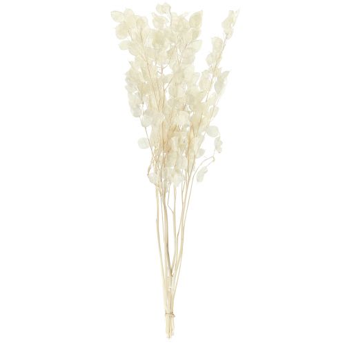 Floristik24 Sølvblad Måneviolet Lunaria Konserveret L70cm 20g