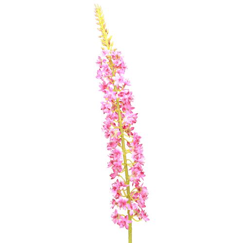 Floristik24 Steppelys Desert Tail Pink 106cm