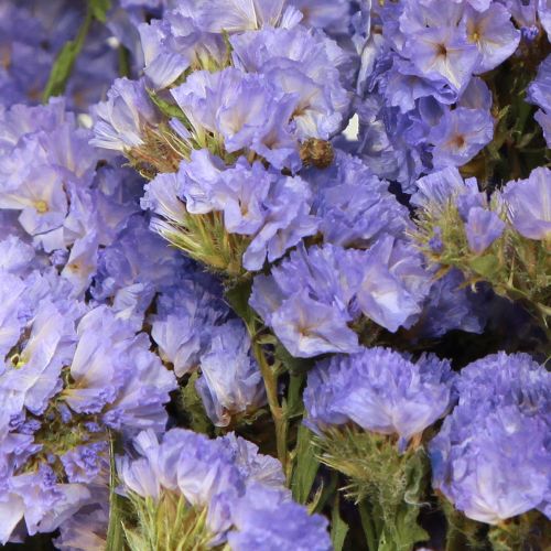 Floristik24 Sølila Lilla Statice Limonium sinuatum Tørrede blomster 60cm 50g