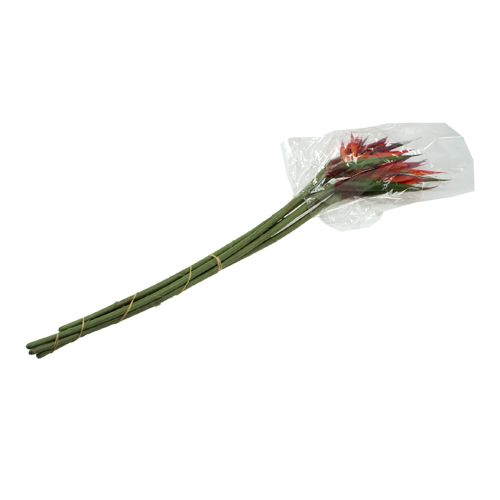 Floristik24 Strelitzia 65cm (6stk.)