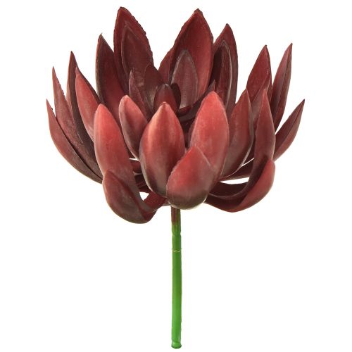 Floristik24 Sukkulent Echeveria Kunstige Grønne Planter Rød Ø12cm 19,5cm