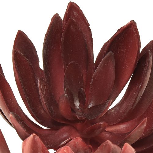 Floristik24 Sukkulent Echeveria Kunstige Grønne Planter Rød Ø12cm 19,5cm