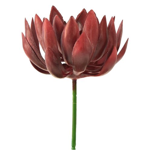 Floristik24 Sukkulent Echeveria Kunstige Grønne Planter Rød Ø12cm 19,5cm
