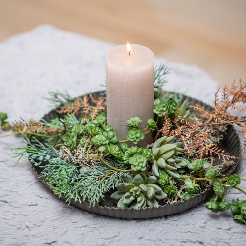 Sukkulent Echeveria Ø6,5cm L11cm 6 stk