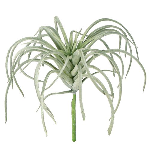 Floristik24 Tillandsia sukkulente kunstige grønne planter 13cm