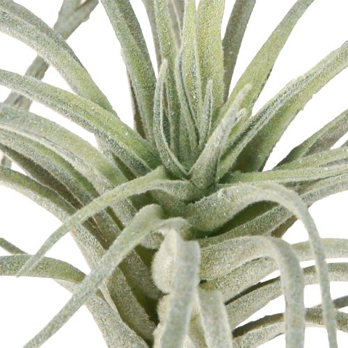 Artikel Tillandsia sukkulente kunstige grønne planter 13cm