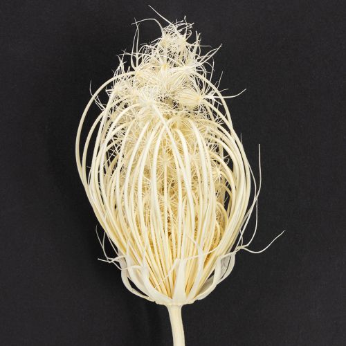 Artikel Tørrede blomster creme fennikel bleget 45 cm bundt 10 stk