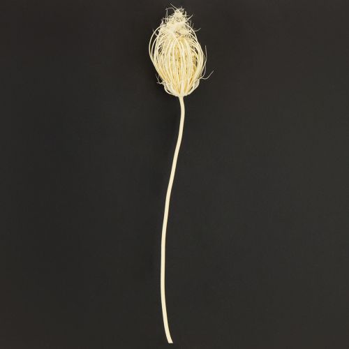 Tørrede blomster creme fennikel bleget 45 cm bundt 10 stk | Floristik24.dk