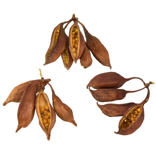 Floristik24 Tør dekoration Brachyciton naturlig flasketræ 5-10cm 1kg