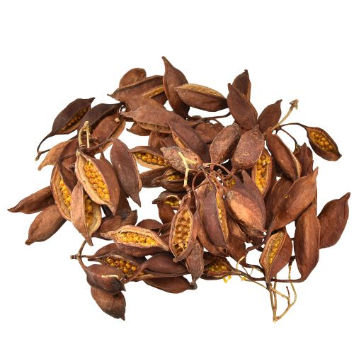 Artikel Tør dekoration Brachyciton naturlig flasketræ 5-10cm 1kg