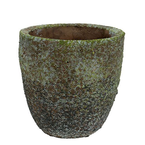 Floristik24 Planter med mos Ø16cm H16cm 1p