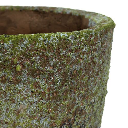 Floristik24 Planter med mos Ø16cm H16cm 1p