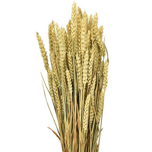 Floristik24 Hvedebundt naturlig dekorativ hvede 1 bundt 150g