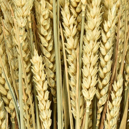 Artikel Hvedebundt naturlig dekorativ hvede 1 bundt 150g