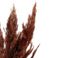 Floristik24 Pampas græs deco tørret rød brun tør floristics 70cm 6 stk