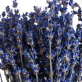 Floristik24 Tørret lavendel bundt tørrede blomster blå 25cm 75g