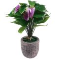 Floristik24 Kunstige blomster kunstige anthurium kunstige planter i potte 41cm