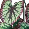 Floristik24 Begonia Kunstige Planter Blad Begonia Grøn Lilla 62cm