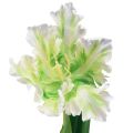 Floristik24 Kunstig blomsterpapegøje tulipan kunsttulipan grøn hvid 69cm