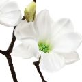 Floristik24 Kunstig blomst magnolia gren magnolia kunstig hvid 58cm
