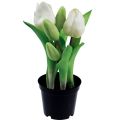 Floristik24 Kunstige tulipaner i potte Hvide tulipaner kunstige blomster 22cm